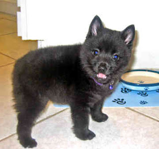 Schipperke Puppies Picture