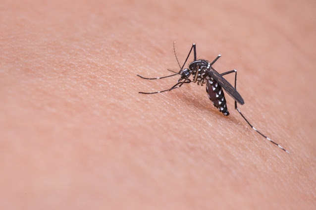 Everything You Need To Know About Mosquito Transmitted Diseases