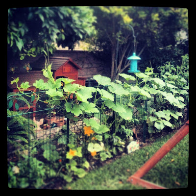 gardening with chickens