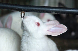 gambar kelinci putih