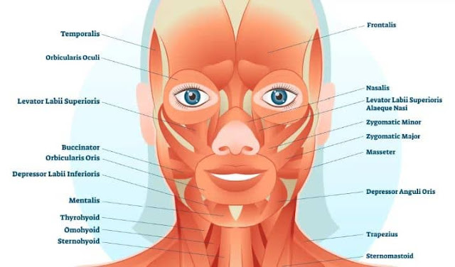 anatomi otot wajah