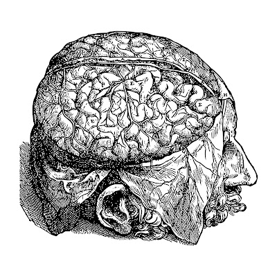 200+ Pencil sketch & cartoon images of human brain