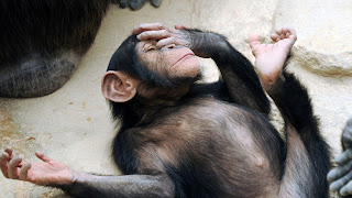 foto graciosa de chimpance