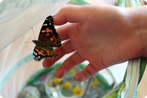 4 - Rosemary's hatched butterfly Swirl