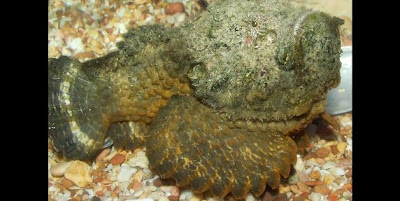 reef stonefish