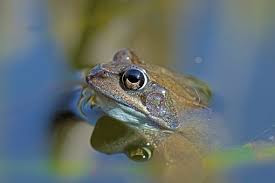 amphibians photos examples 