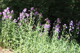 dame's rocket (with a few columbine)