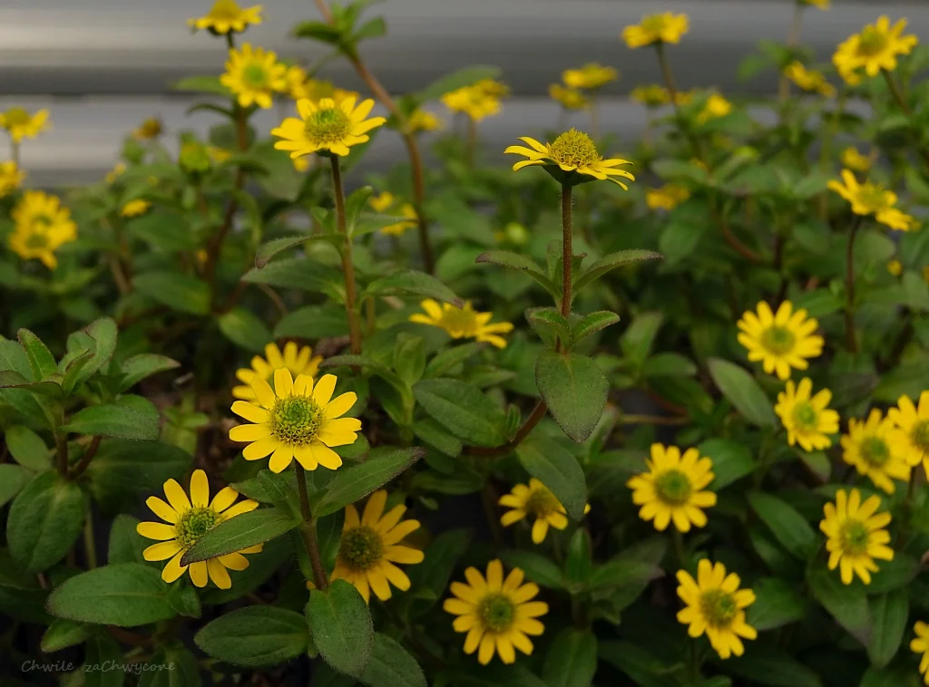 Sanwitalia rozesłana, polegnatka, Sanvitalia procumbens