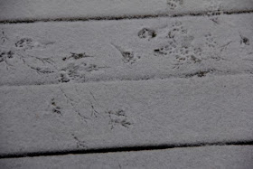tracks in snow dust: red squirrel, downy woodpecker, and ???