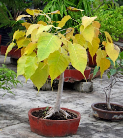 Peepal Tree bonsai