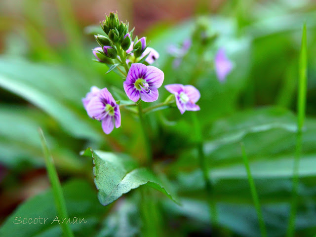 Veronica anagallis-aquatica