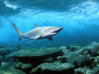 Ocean great white shark wallpapers