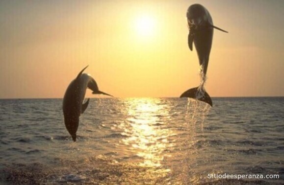 Delfines saltando en el mar