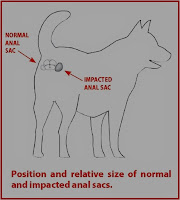 position of scooting in dogs