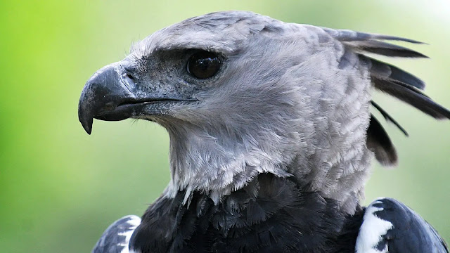 Harpy Eagle