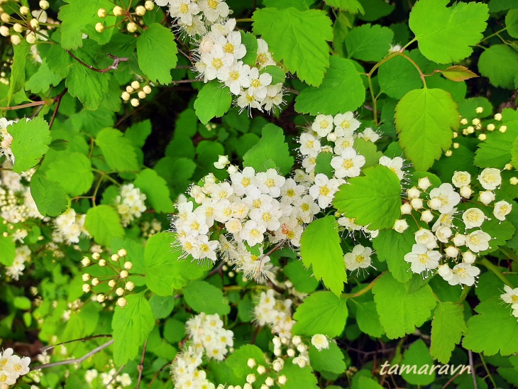 Смотрите также тему:  Спирея уссурийская / Таволга уссурийская (Spiraea ussuriensis)