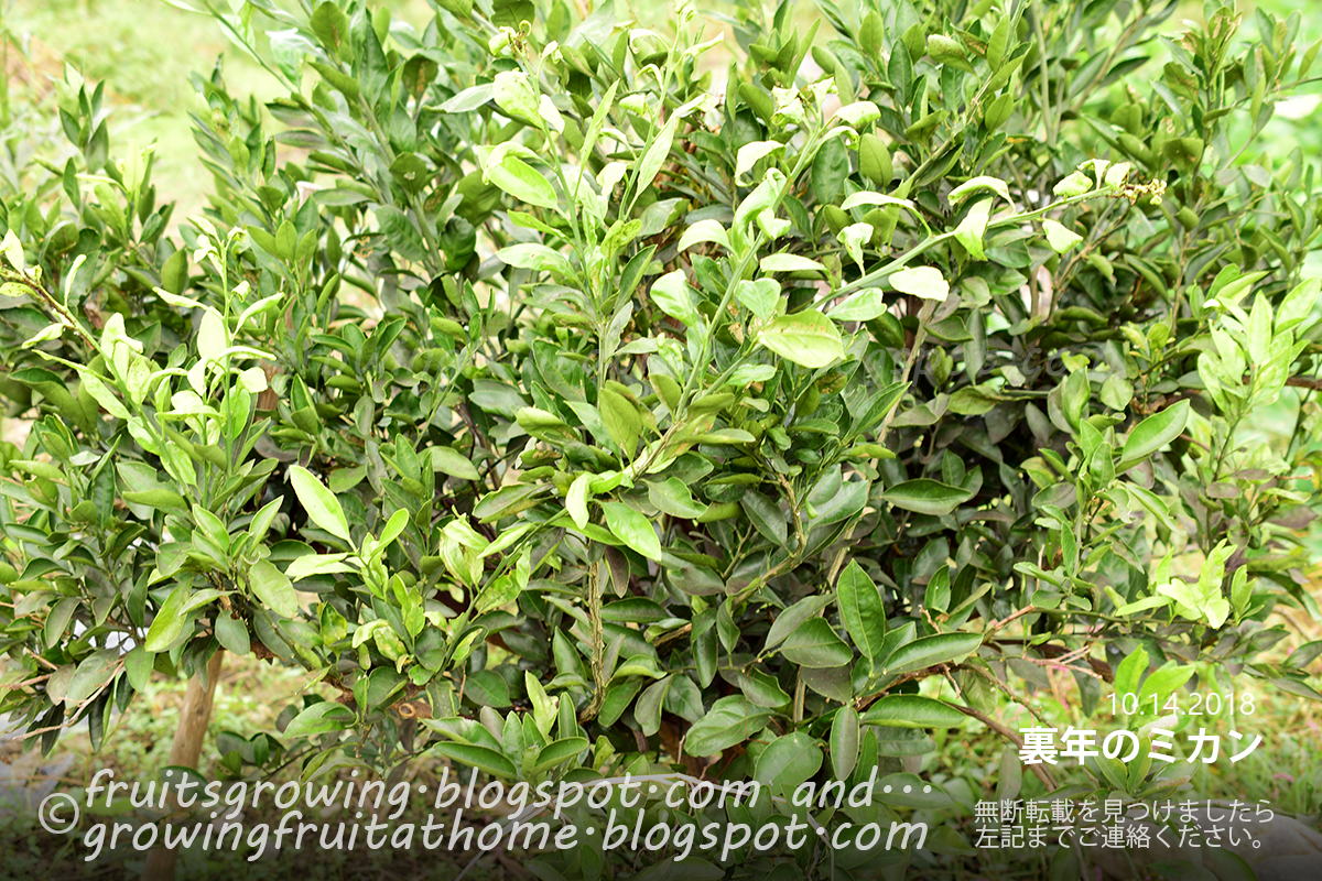 半年収穫できるミカンの育て方 おいしい鉢植え果樹の栽培育て方 自宅を果樹園に 半年収穫できるミカンの育て方 おいしい鉢植え果樹の栽培育て方 自宅を果樹園に