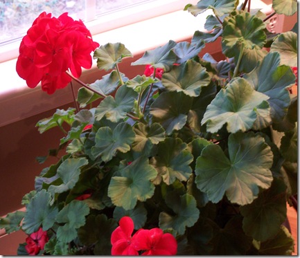Geraniums 2 011