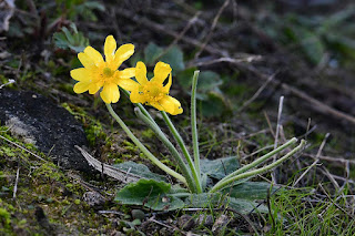 Boton-de-oro-o-ranunculo-de-otoño-Ranunculus-bullatus-