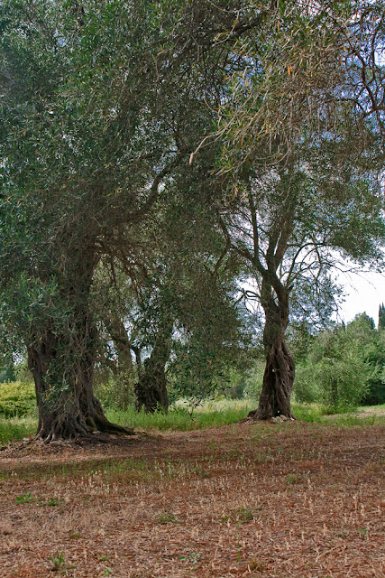 Olive trees. Corfu. Greece. Оливковые деревья. Корфу. Греция.