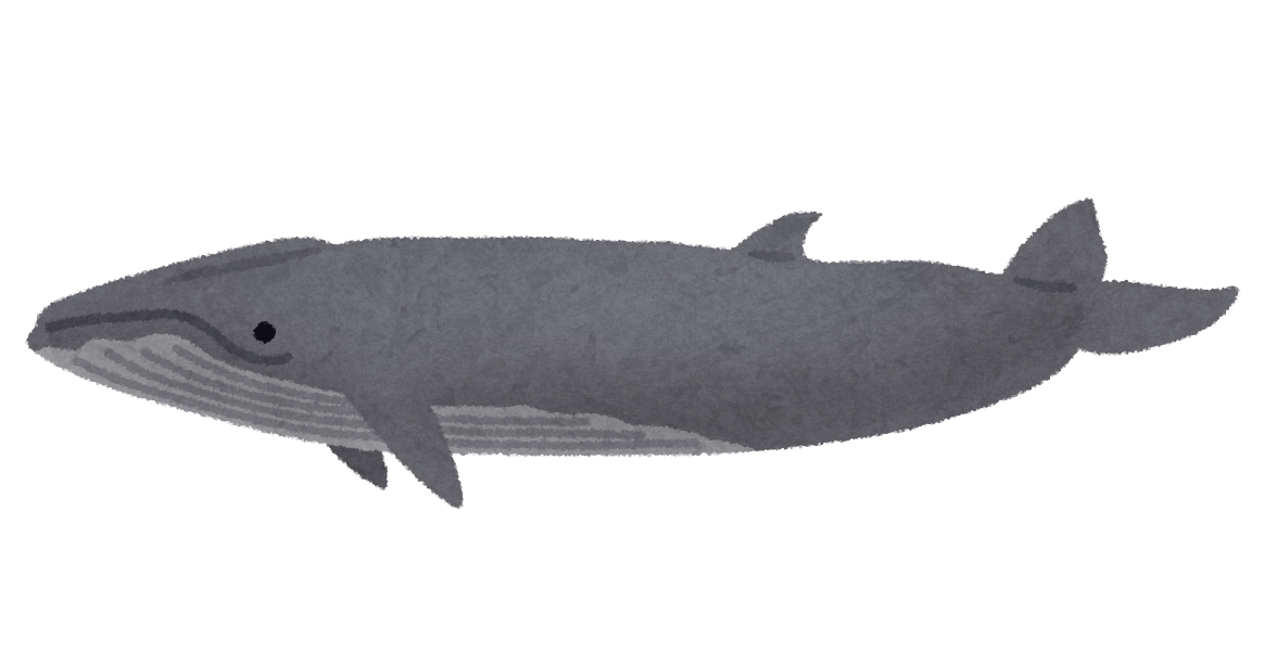 ニタリクジラのイラスト 鯨 かわいいフリー素材集 いらすとや