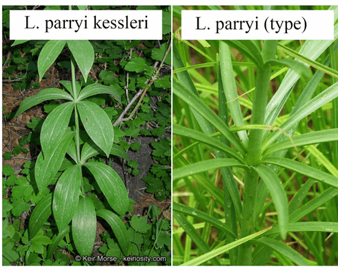 Лилия Пэрри (Lilium parryi)