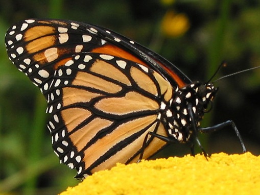 most-endangered-species on-earth_www.wonders-world.com_19