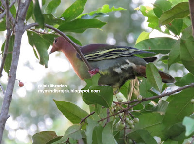 Cinnamon-headed Green Pigeon (Treron fulvicollis)