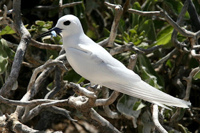 white tern found in Tuvalu