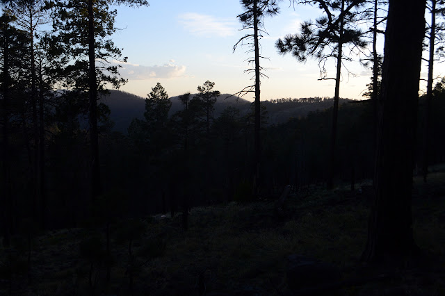 dark trees against the light sky