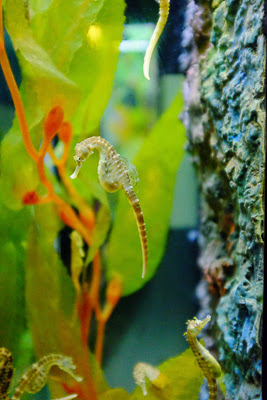 seahorse