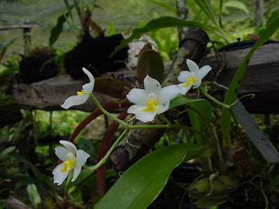 Rossioglossum krameri care and culture