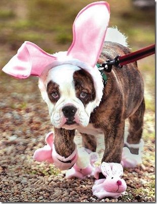 2 animales pascua (1)