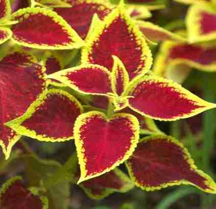 Coleus blumei LAMIACEAE