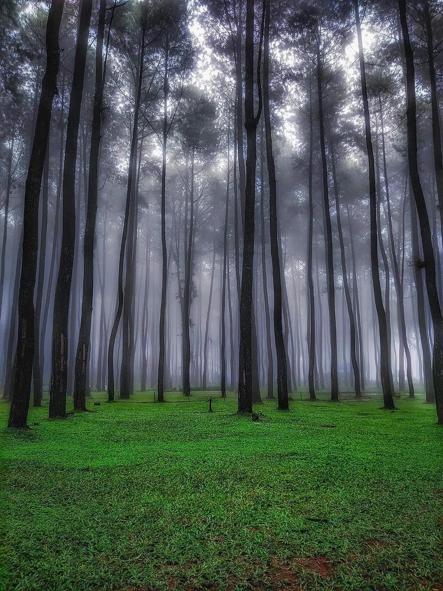 pine forest landscape photography