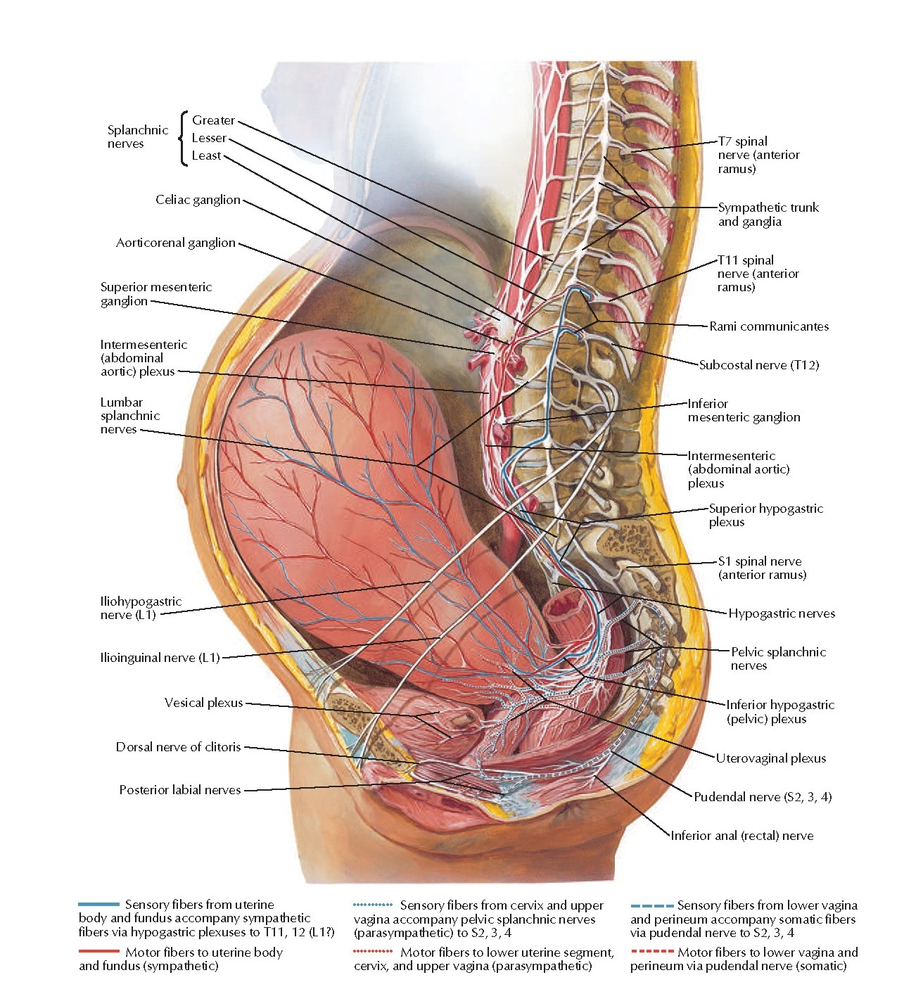 Neuropathways in Parturition Anatomy