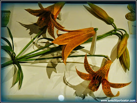 Las Flores De Vidrio del Harvard Museum of Natural History en Cambridge