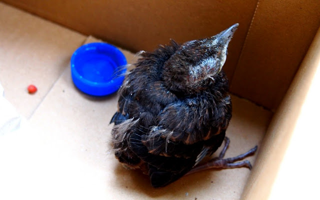 Blackbird B&B caring for a Blackbird