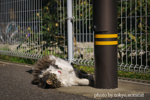 野良猫写真