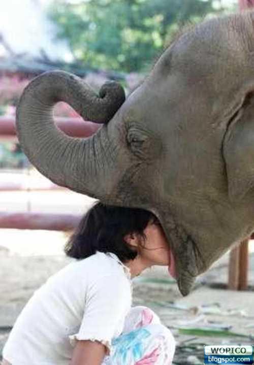 Elephant Mouth