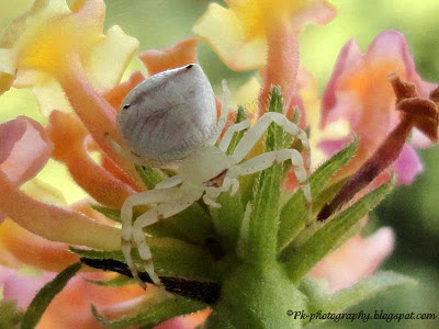 White Crab Spider