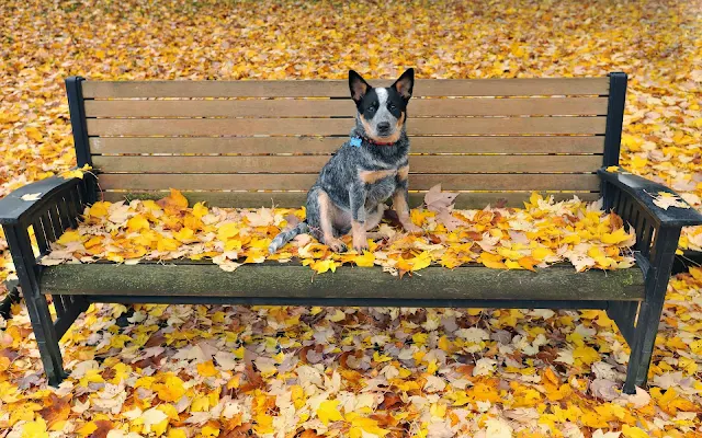 Hond op een bankje in het park met herfstbladeren op de grond
