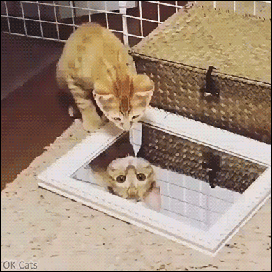Weird Kitten GIF • Ginger kitty looks scared of his own reflection in the mirror and ready to attack himself!