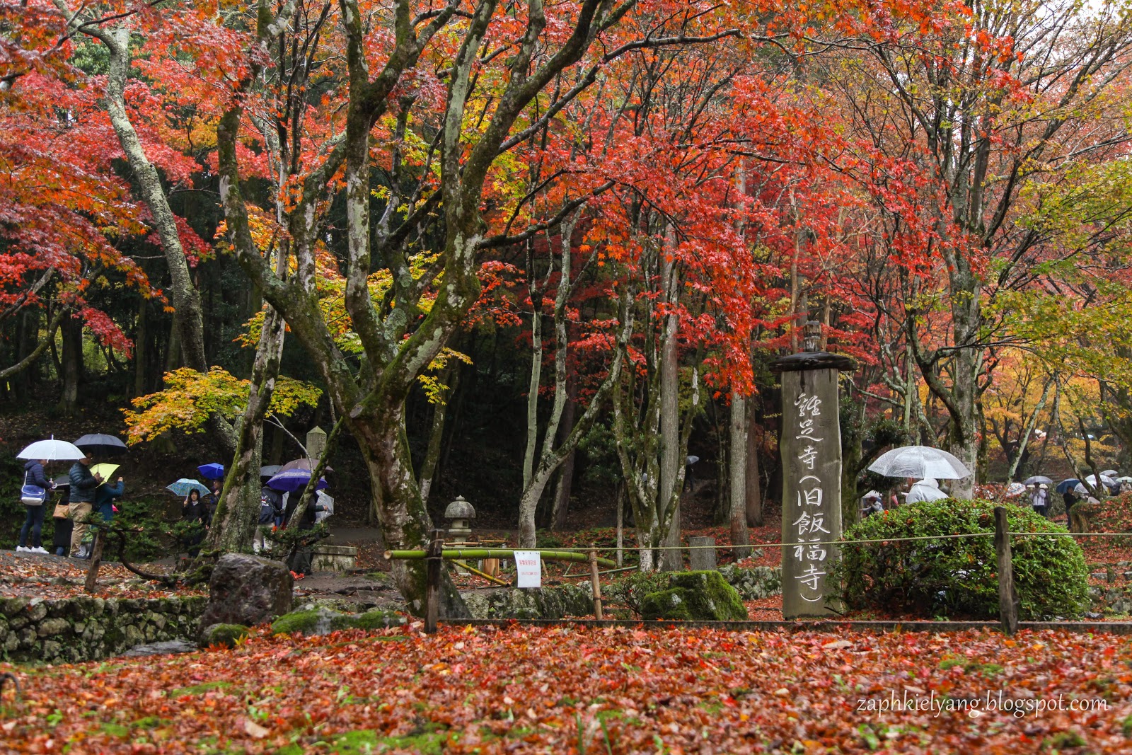 日本滋賀 日本關西秋季賞楓之旅 滋賀湖北紅葉名所木之本雞足寺