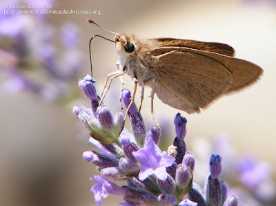 http://www.biodiversidadvirtual.org/insectarium/Gegenes-nostrodamus-%28Fabricius-1793%29-img484774.html