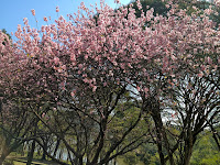 Bosque das Cerejeiras no Parque do Carmo