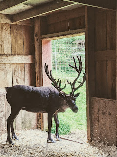 Reindeer At Two Rivers Wildlife Park