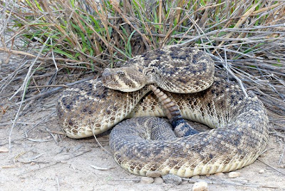 Western diamondback rattlesnake