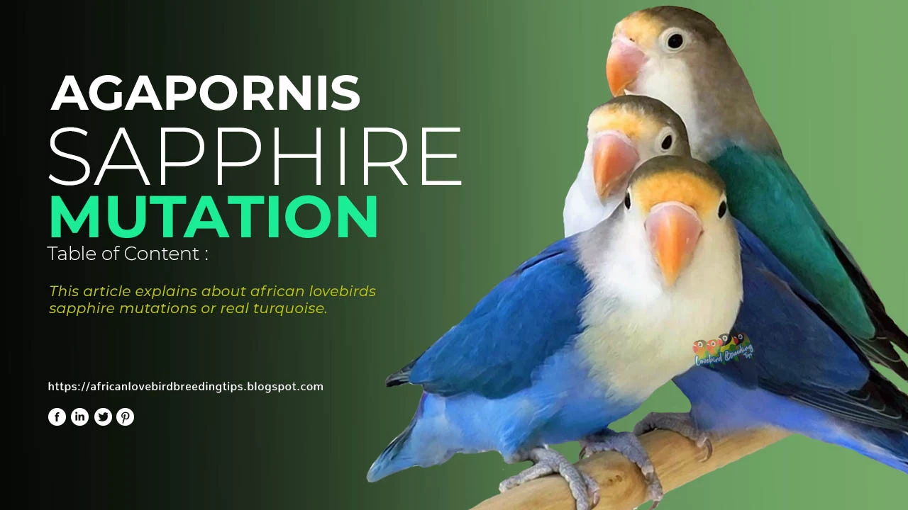 Lovebirds Sapphire Mutation