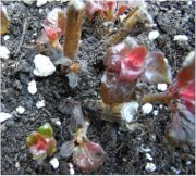 shrivelled fuchsia leaves